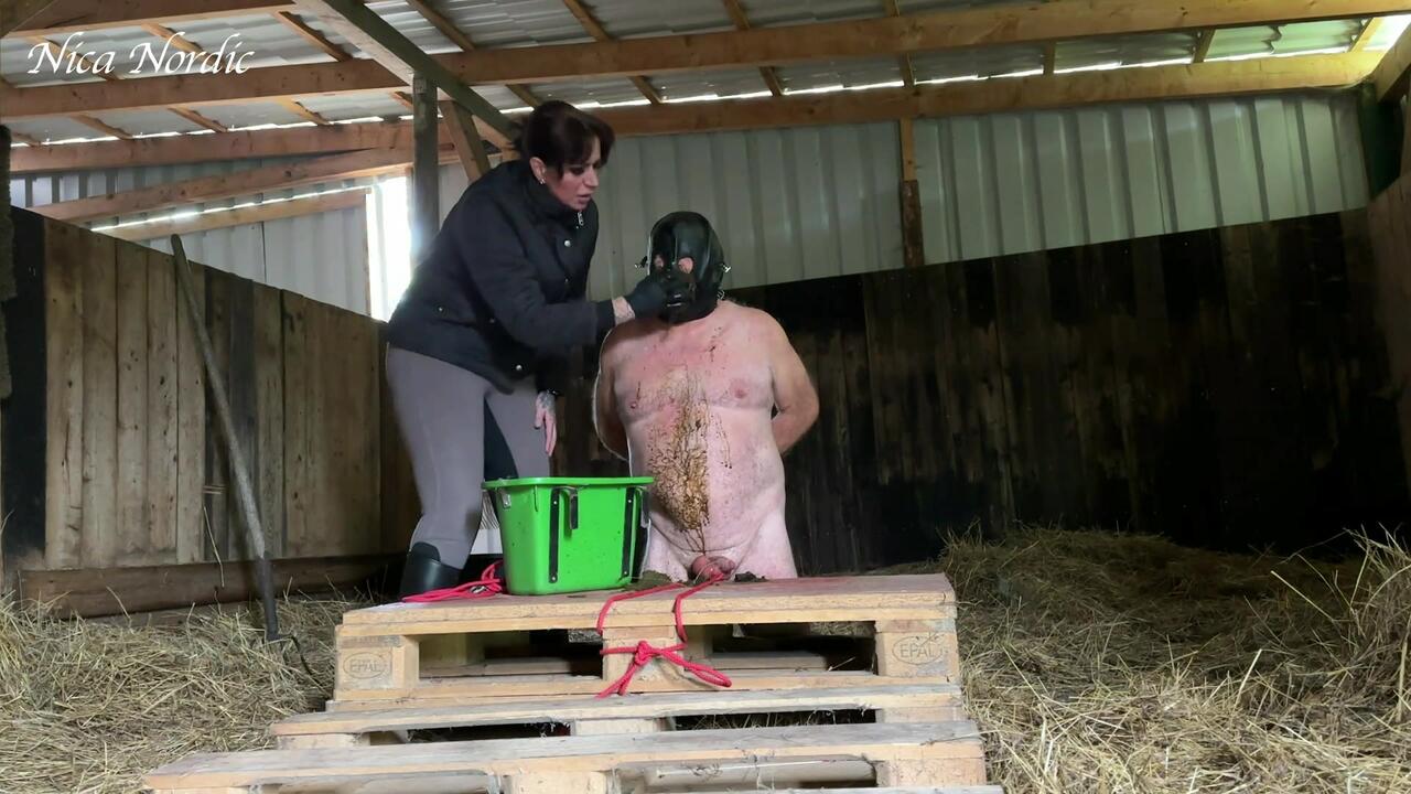 Clipspool | The object eats manure and xxx piss from the stable bucket